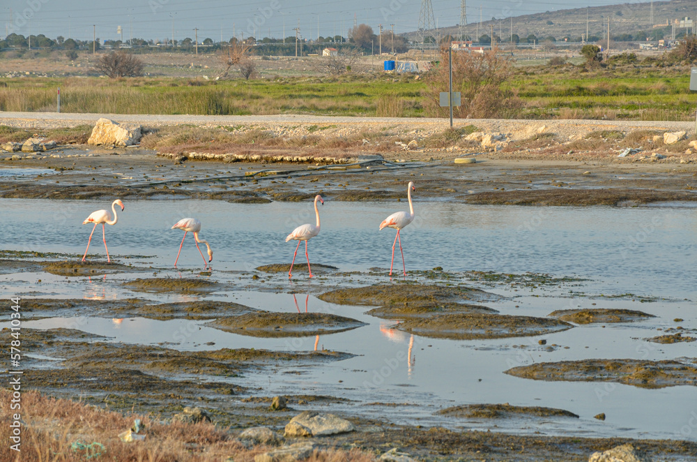 Greater Flamingos at Alacati Wetlands in spring (Cesme, Izmir province, Turkey)