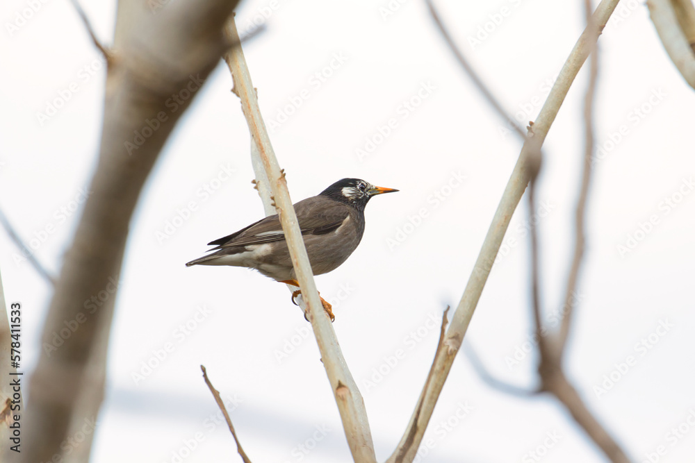 Fototapeta premium black backed shrike