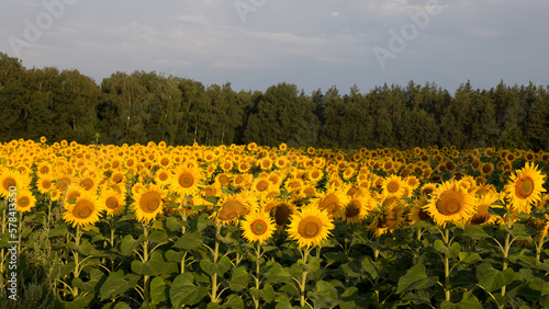Sunflower field in the early morning  bright and large flowers