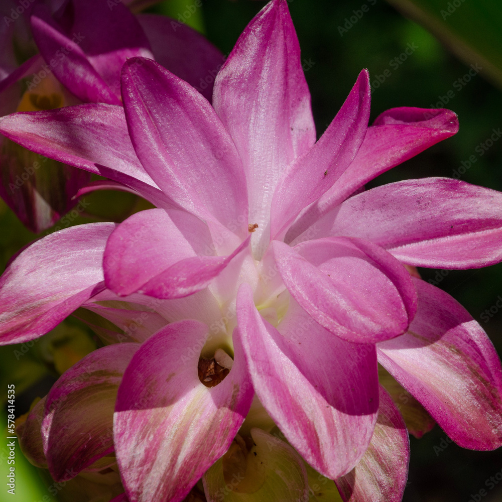 Close up of pink flower