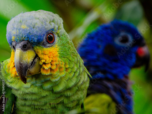 Amazonian parrots