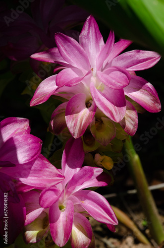 Pink flower