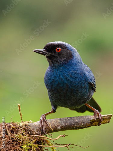 Masked flowerpiercer