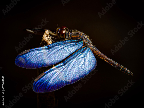 Dragonfly on a black