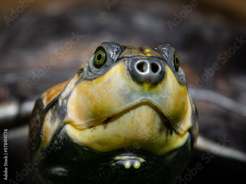 Charapa Turtle (Podocnemis cayennensis) photo