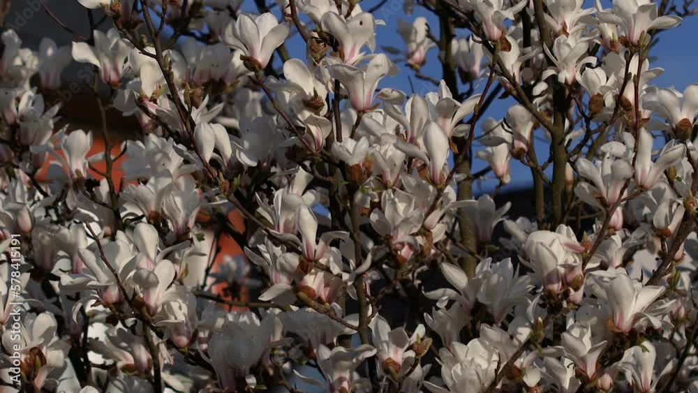 Beautiful white magnolia flowers sway in the wind. Beautiful, spring flowering white magnolia. Blue sky in the background. Beautiful white magnolia flowers sway in the wind. Beautiful, spring flowering white magnolia. Blue sky in the background.