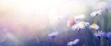 Beautiful Butterfly and abstract background with spring blooming flowers ; spring blossoms landscape