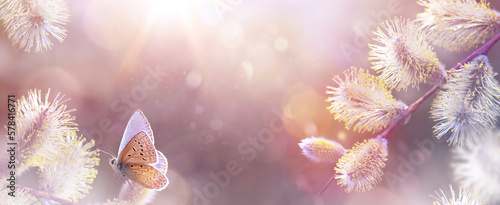 Photography Beautiful spring flower willow pussy and butterfly - Background sunny easter nat