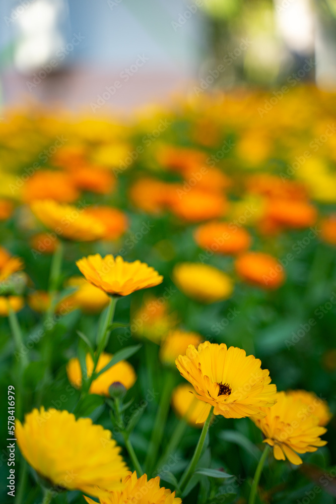 field of flowers