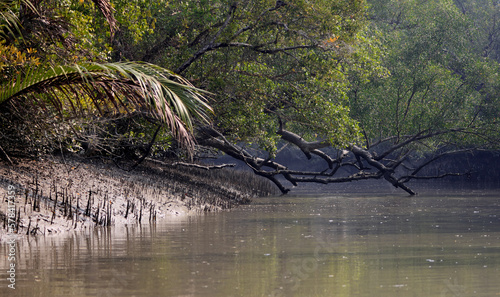 Photography A canal in Sundarbans