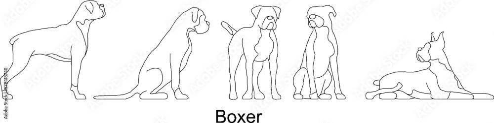 Fototapeta premium sketch vector illustration of a collection of Boxer dogs