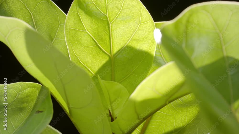 Extreme close-up crane shot of well-lit fiddle-leaf fig leaves on black background | Tropical plants commercial Extreme close-up crane shot of well-lit fiddle-leaf fig leaves on black background | Tropical plants commercial