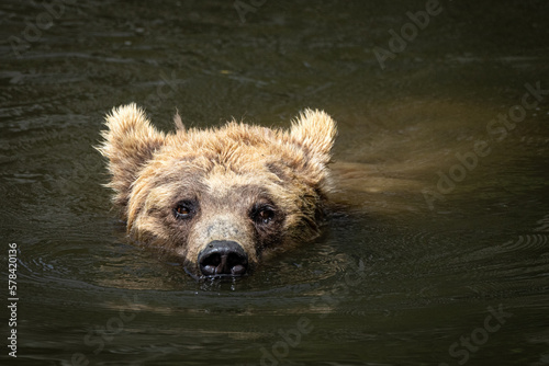 Junger Bär schwimmt im Fluss 