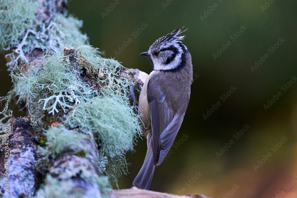 Φωτογραφία Crested Tit (Lophophanes cristatus) in a pine forest in the highlands of Scotland, United Kingdom