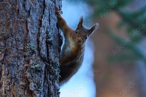 Red Squirrel (Sciurus vulgaris) in a pine forest in the highlands of Scotland, United Kingdom. © JeremyRichards
