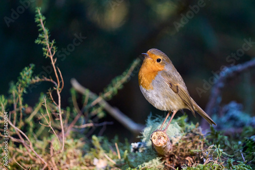 Robin (Erithacus rubecula) in a pine forest in. the highlands of Scotland, United Kingdom.