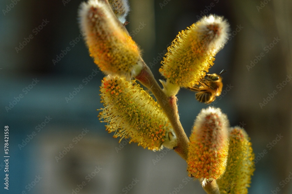 bright first spring flowers. bee. beautiful spring wallpaper, luxury background. bright first spring flowers. bee. beautiful spring wallpaper, luxury background.