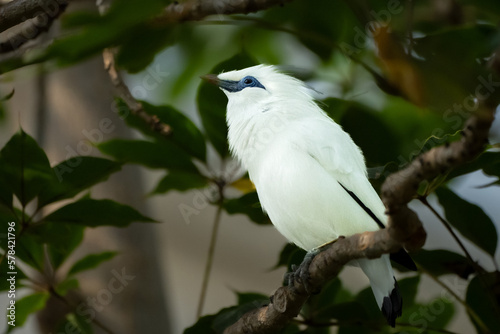 Weißer Vogel mit blauem Schnabel 