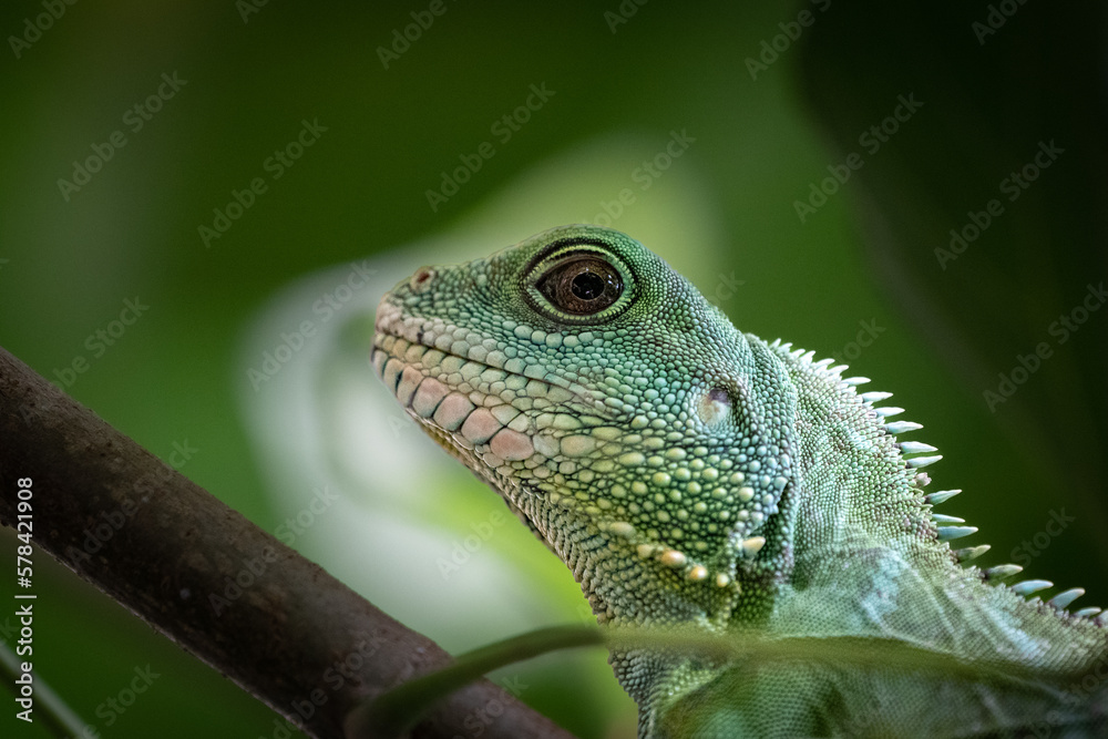Obraz premium Leguan im Portrait 