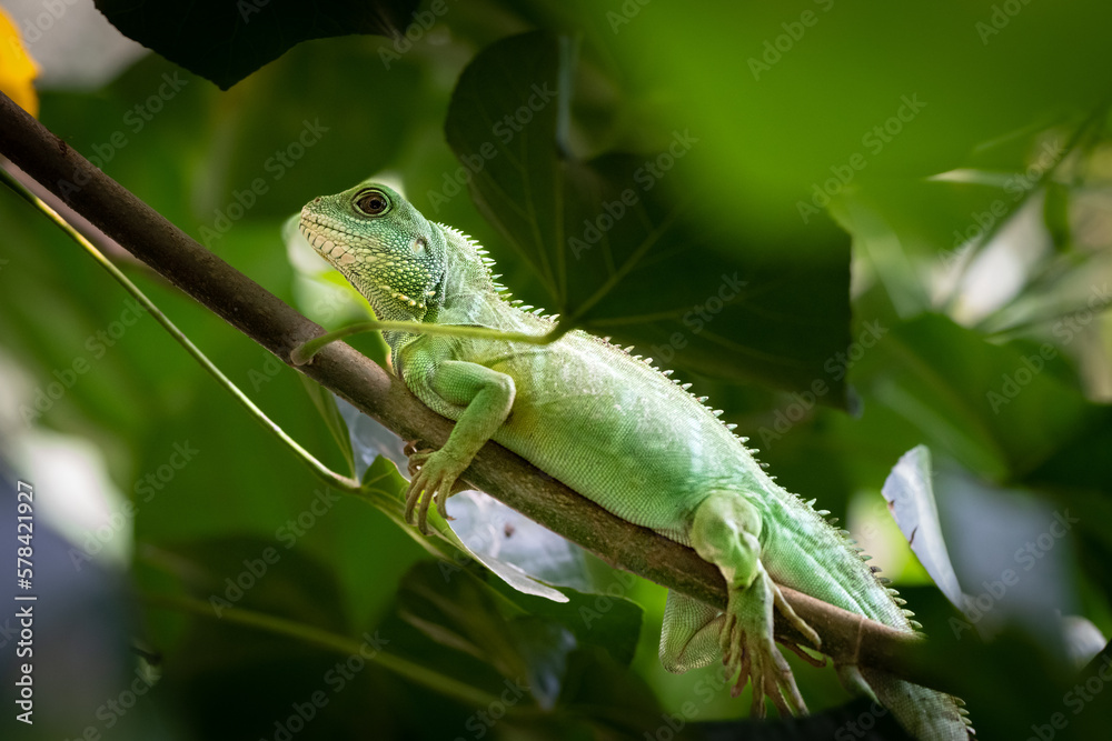 custom made wallpaper toronto digitalKleiner Leguan im Gebüsch 