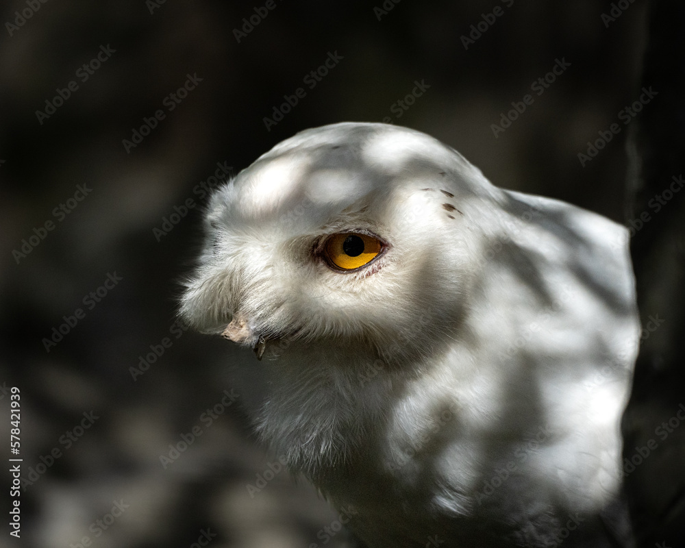 Naklejka premium Schnee-Eule auf Beutejagd