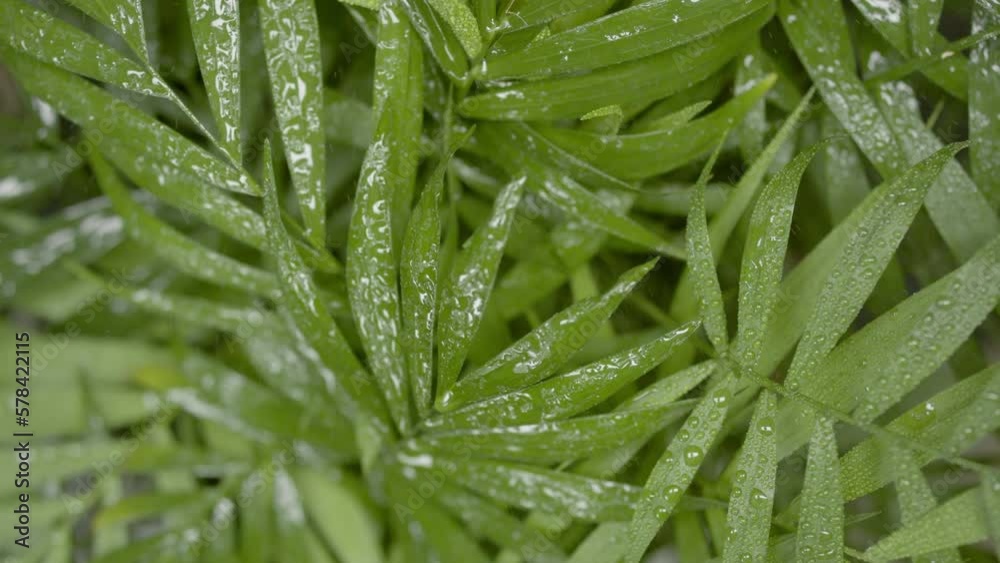 Big close-up shot of tropical rain falls down on neanthe bella palm plant making it wet | Rainforest imitation concept Big close-up shot of tropical rain falls down on neanthe bella palm plant making it wet | Rainforest imitation concept