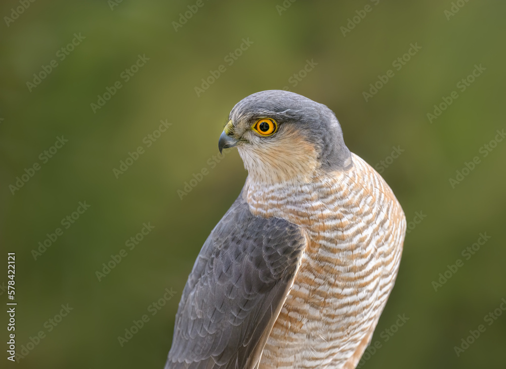 Eurasian sparrowhawk, Accipiter nisus, portrait of this bird of prey with yellow eyes, Rhineland, Germany Eurasian sparrowhawk, Accipiter nisus, portrait of this bird of prey with yellow eyes, Rhineland, Germany