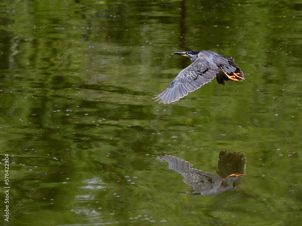 Fototapeta premium Green-backed heron, Kruger National Park