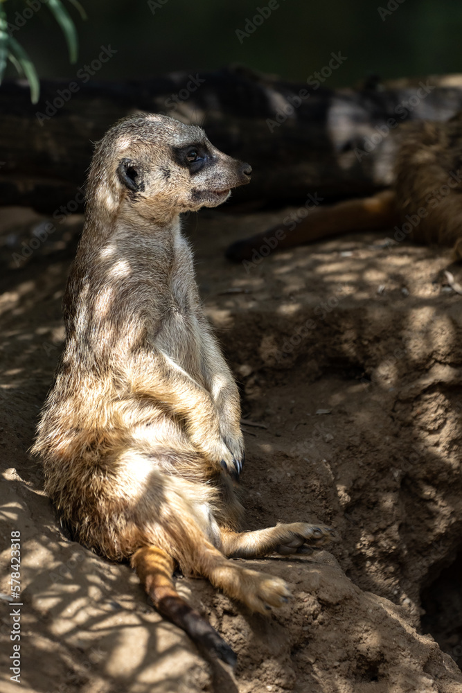 Fototapeta premium Erdmännchen chillt im Schatten 