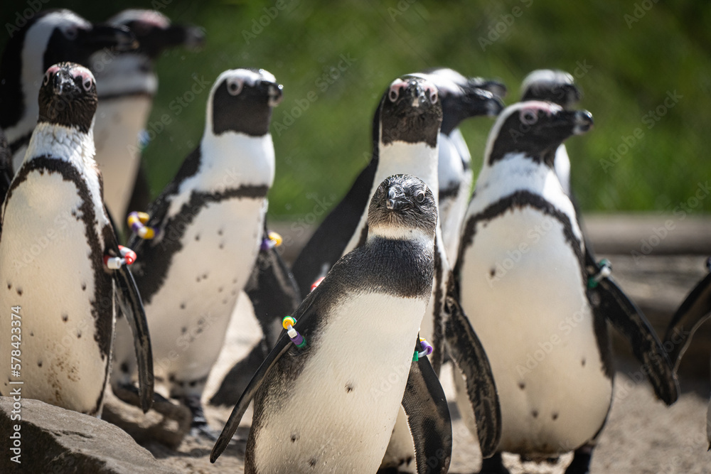 Naklejka premium Pinguin Versammlung 