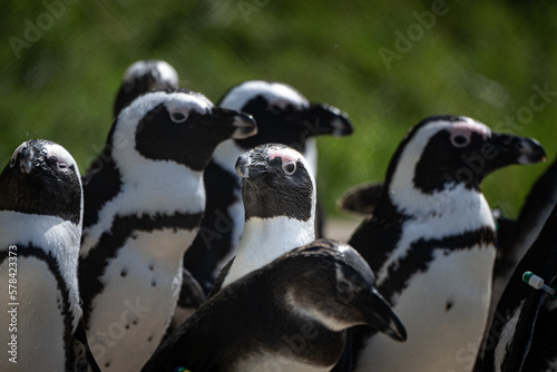 Pinguin im Mittelpunkt  © Brüsertiv