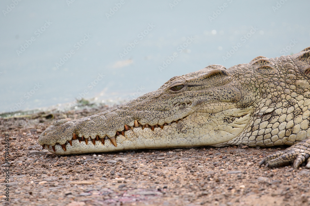 Naklejka premium Kruger National Park, South Africa: Crocodylus niloticus, the Nile crocodile