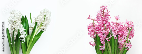 Fototapeta Naklejka Na Ścianę i Meble -  biały i różowy hiacynt na białym tle, Pink and white hyacinth