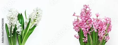 Panel kuchenny z motywem biały i różowy hiacynt na białym tle, Pink and white hyacinth