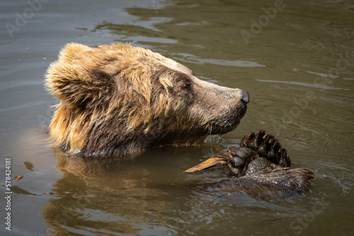 Brauner Bär spielt im Wasser © Brüsertiv