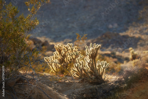 фотографія Ganders Cholla Cactus - Cylindropuntia ganderi