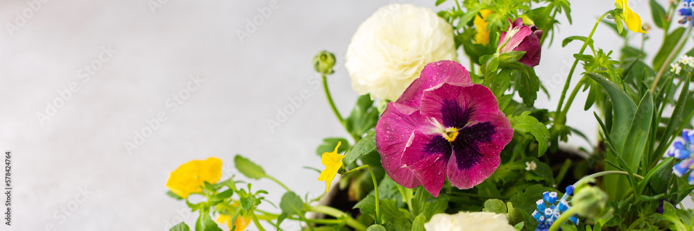 Banner with spring and summer flowers Ranunculus and Muscari, Petunias and Pansies in the ground on a gray background, top view, home decoration with flowers Banner with spring and summer flowers Ranunculus and Muscari, Petunias and Pansies in the ground on a gray background, top view, home decoration with flowers