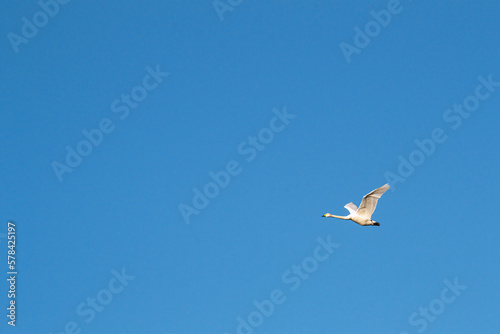 Flying swan. Bright clear blue sky. Sunny summer day.