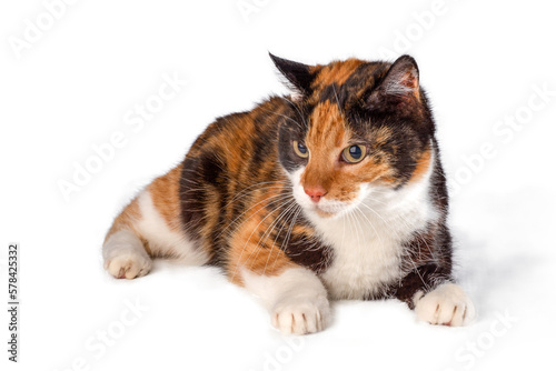 portrait of a cat, png file