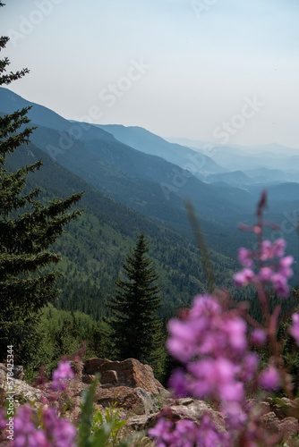 Colorado wildflowers