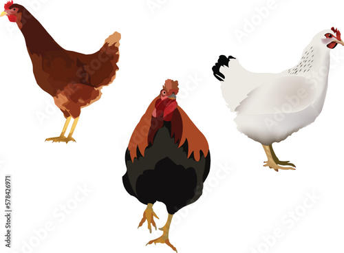 animal from fasttoria sedentary hen chicken-