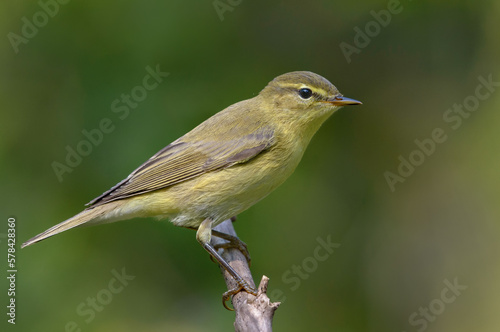 Close shot of Common chiffchaff (Phylloscopus collybita) posing on small dry twig in autumn time with clean green background
