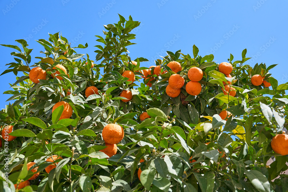 Naranjo y cielo - Una colorida imagen verde, azul y naranja