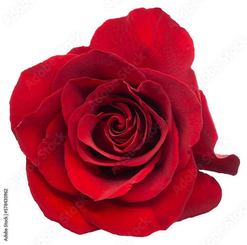 A single red rose on transparent background (ID: 578430962)