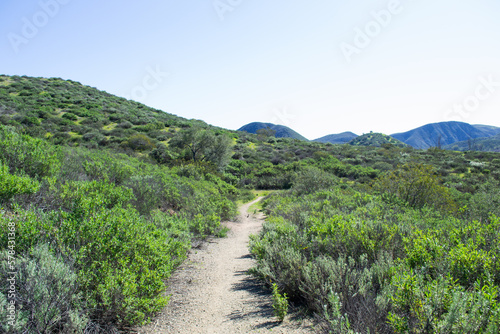 Vast mountain path landscape nature plants