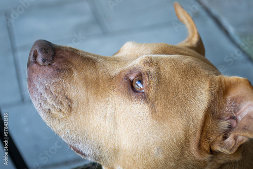 Wallpaper Mural Brown pit bull terrier mutt mix close up Torontodigital.ca