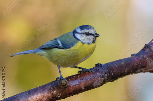 Classic Eurasian blue tit (Cyanistes caeruleus) perched on lichen covered branch with clean autumn background 