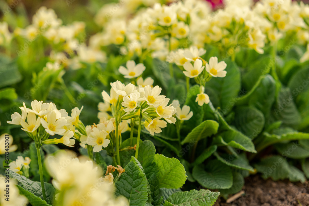 Easter concept. Primrose Primula with yellow flowers in flowerbed in spring time. Inspirational natural floral spring or summer blooming garden or park. Hello spring Easter concept. Primrose Primula with yellow flowers in flowerbed in spring time. Inspirational natural floral spring or summer blooming garden or park. Hello spring