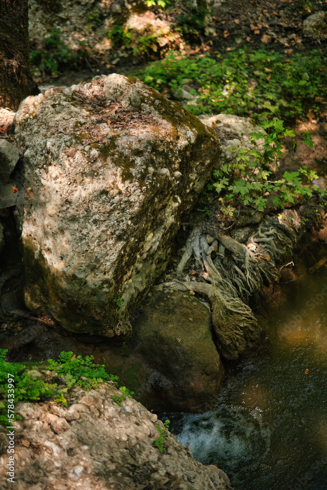 small stream in a valley with trees and large stones small stream in a valley with trees and large stones