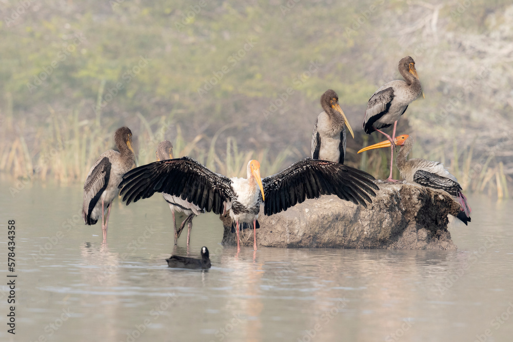 Foto Painted Stork